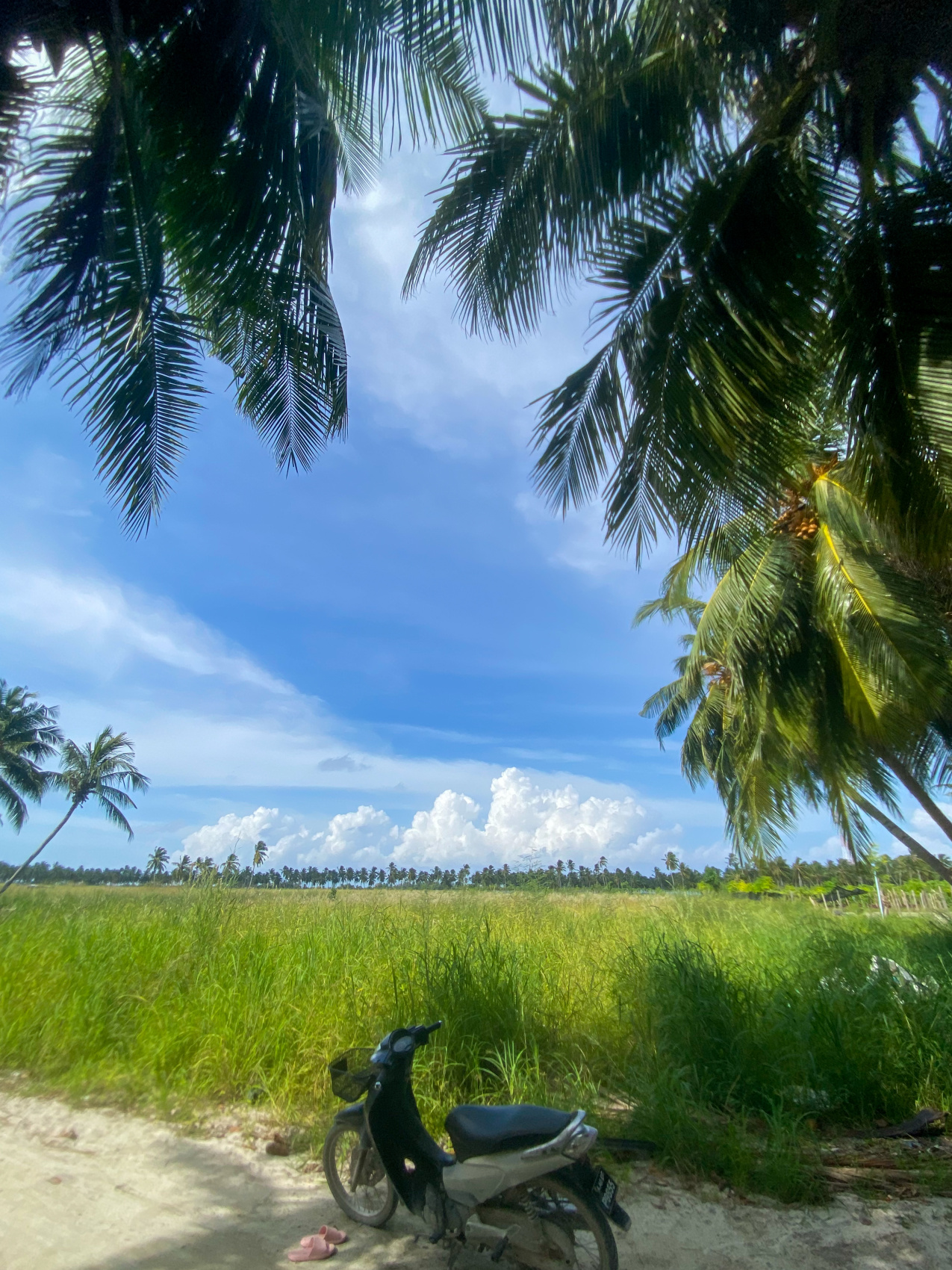 Тропическая дача: райский дайвинг, акулы и релакс (17/133)