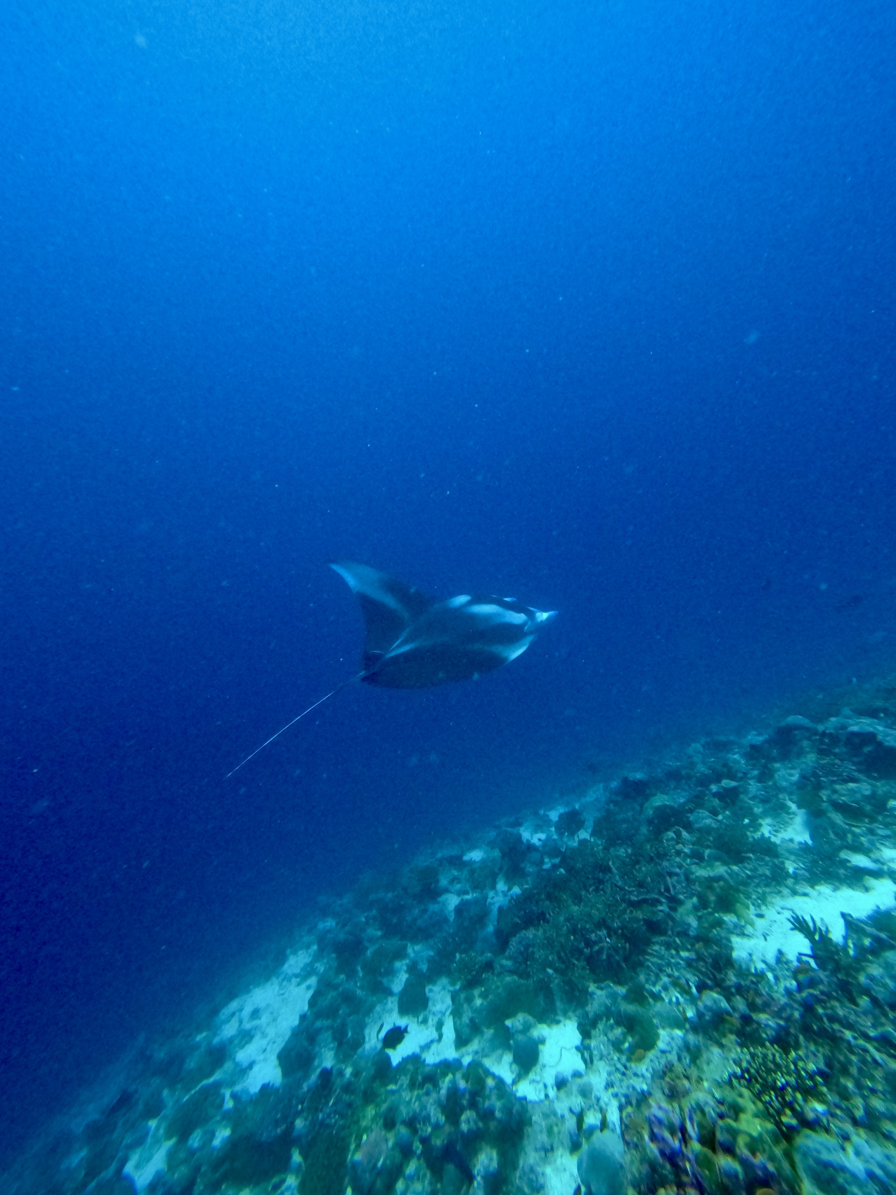 Тропическая дача: райский дайвинг, акулы и релакс (5/133)