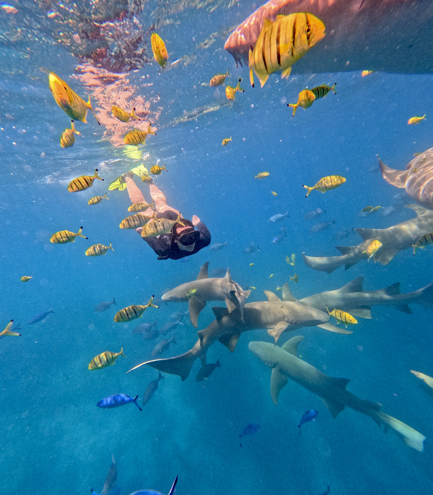 Тропическая дача: райский дайвинг, акулы и релакс (74/133)