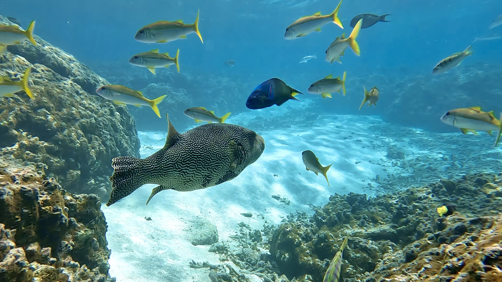 Тропическая дача: райский дайвинг, акулы и релакс (8/133)