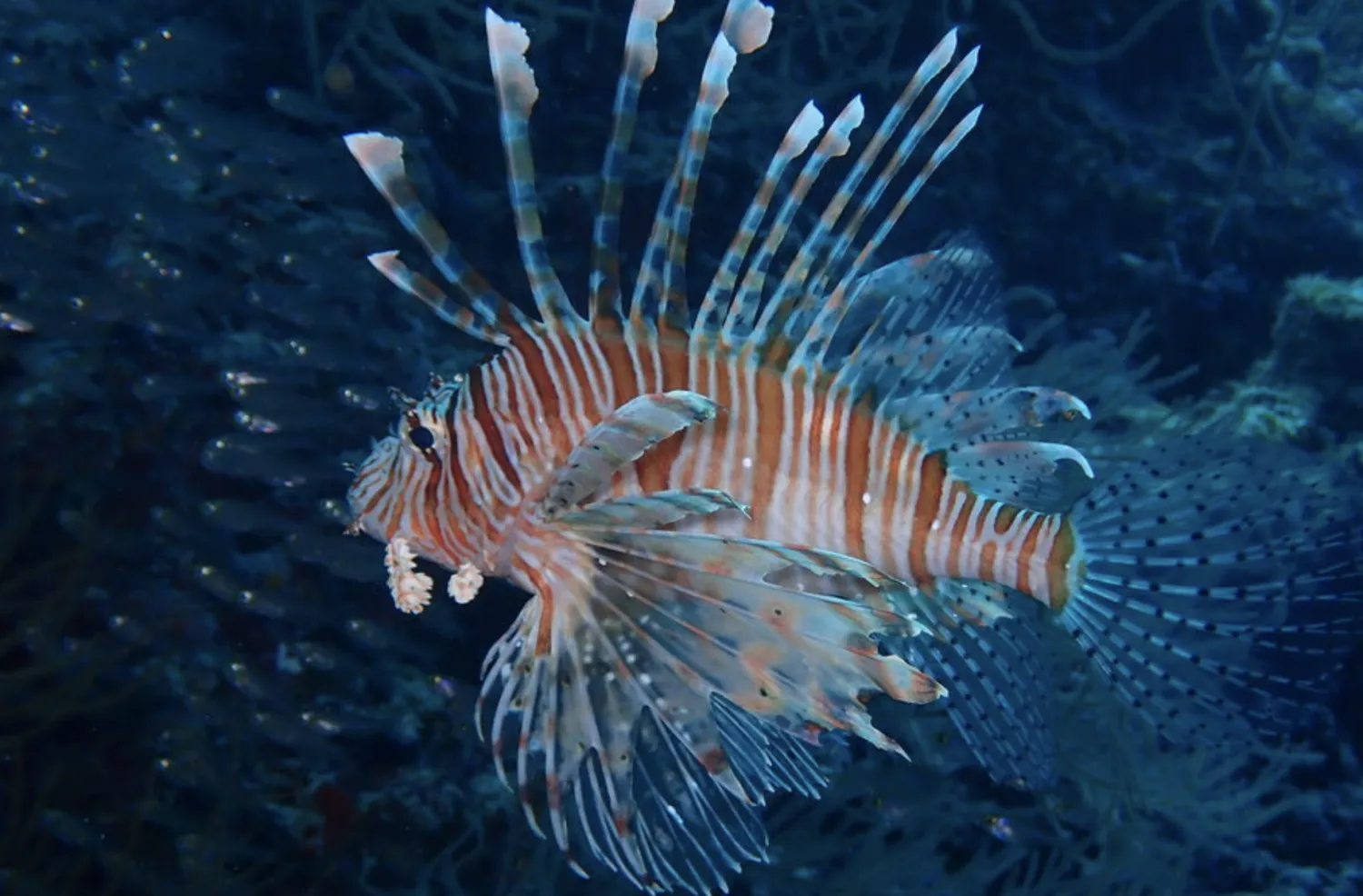 Тропическая дача: райский дайвинг, акулы и релакс (6/133)