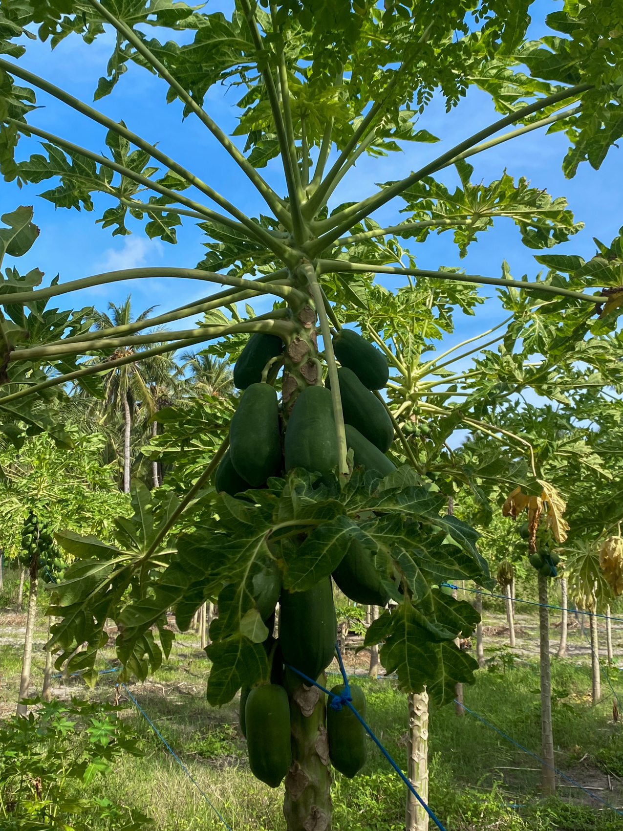 Тропическая дача: райский дайвинг, акулы и релакс (10/133)