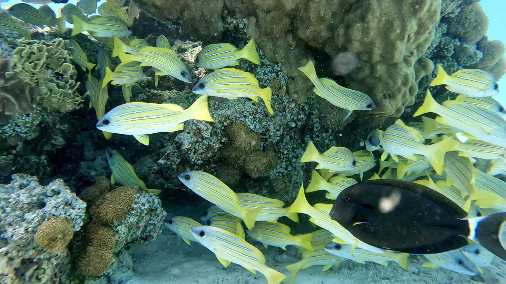 Тропическая дача: райский дайвинг, акулы и релакс (28/133)