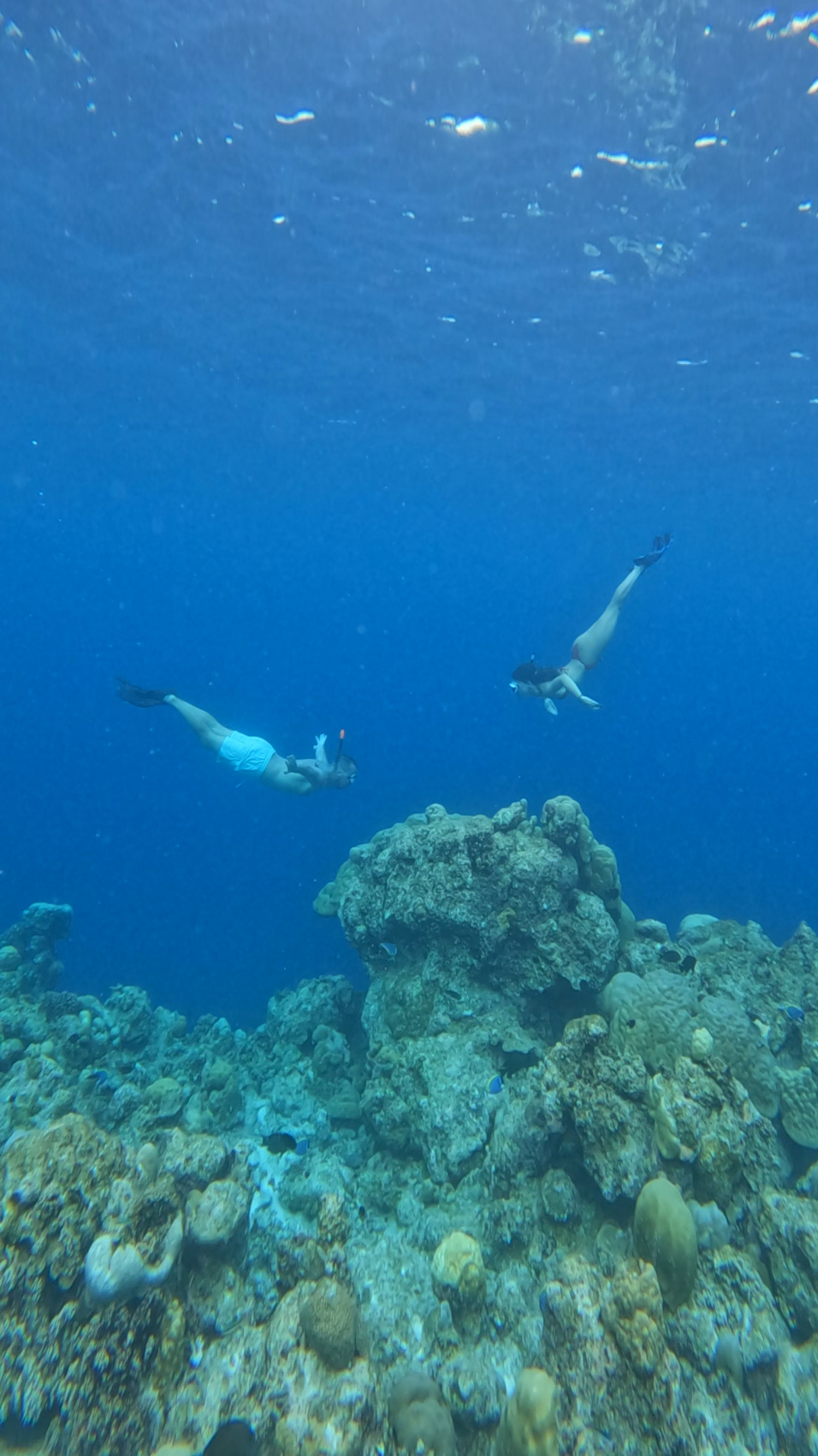 Тропическая дача: райский дайвинг, акулы и релакс (62/133)