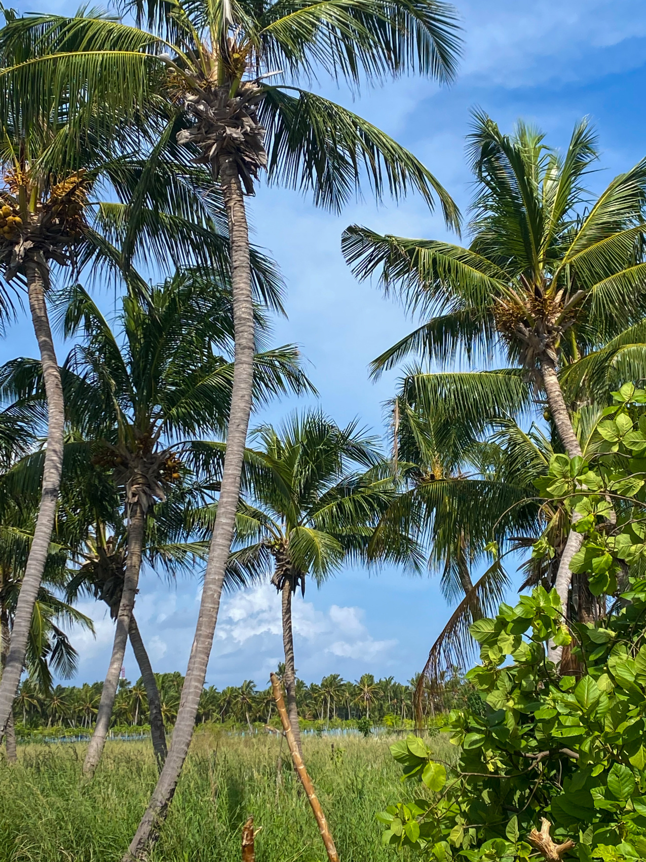 Тропическая дача: райский дайвинг, акулы и релакс (20/133)