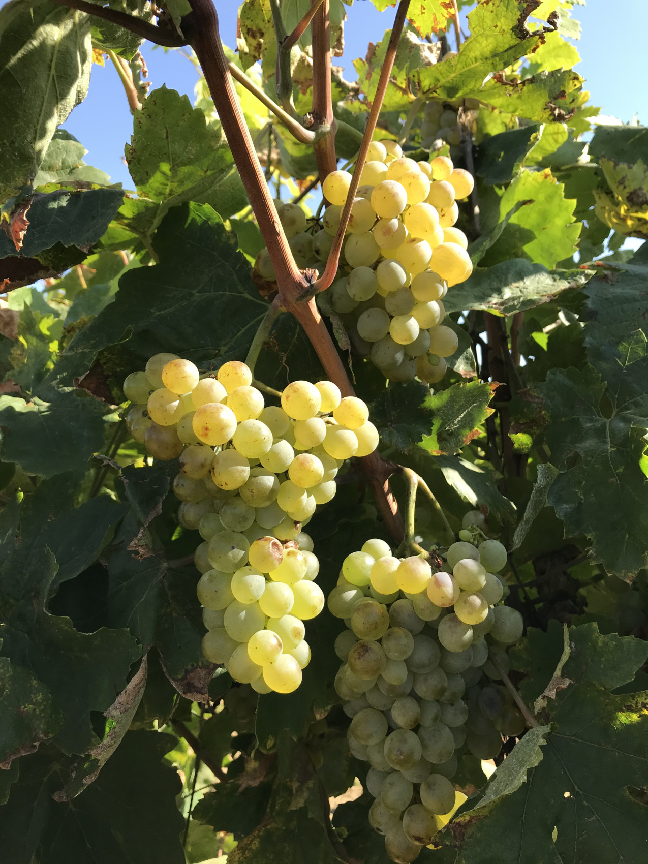 Новые винные дороги Кубани - от Анапы до Геленджика (12/45)