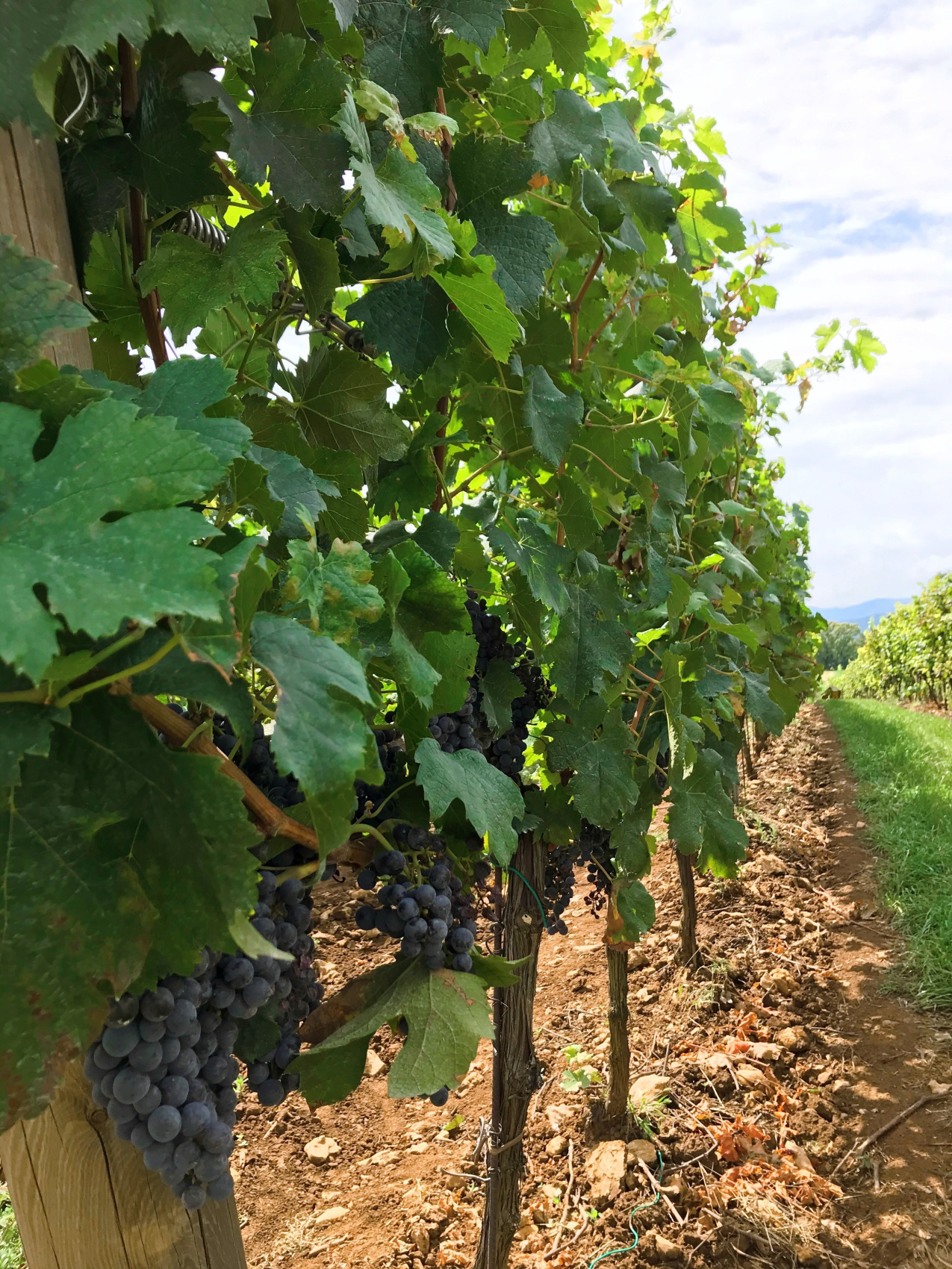 Новые винные дороги Кубани - от Анапы до Геленджика (16/45)