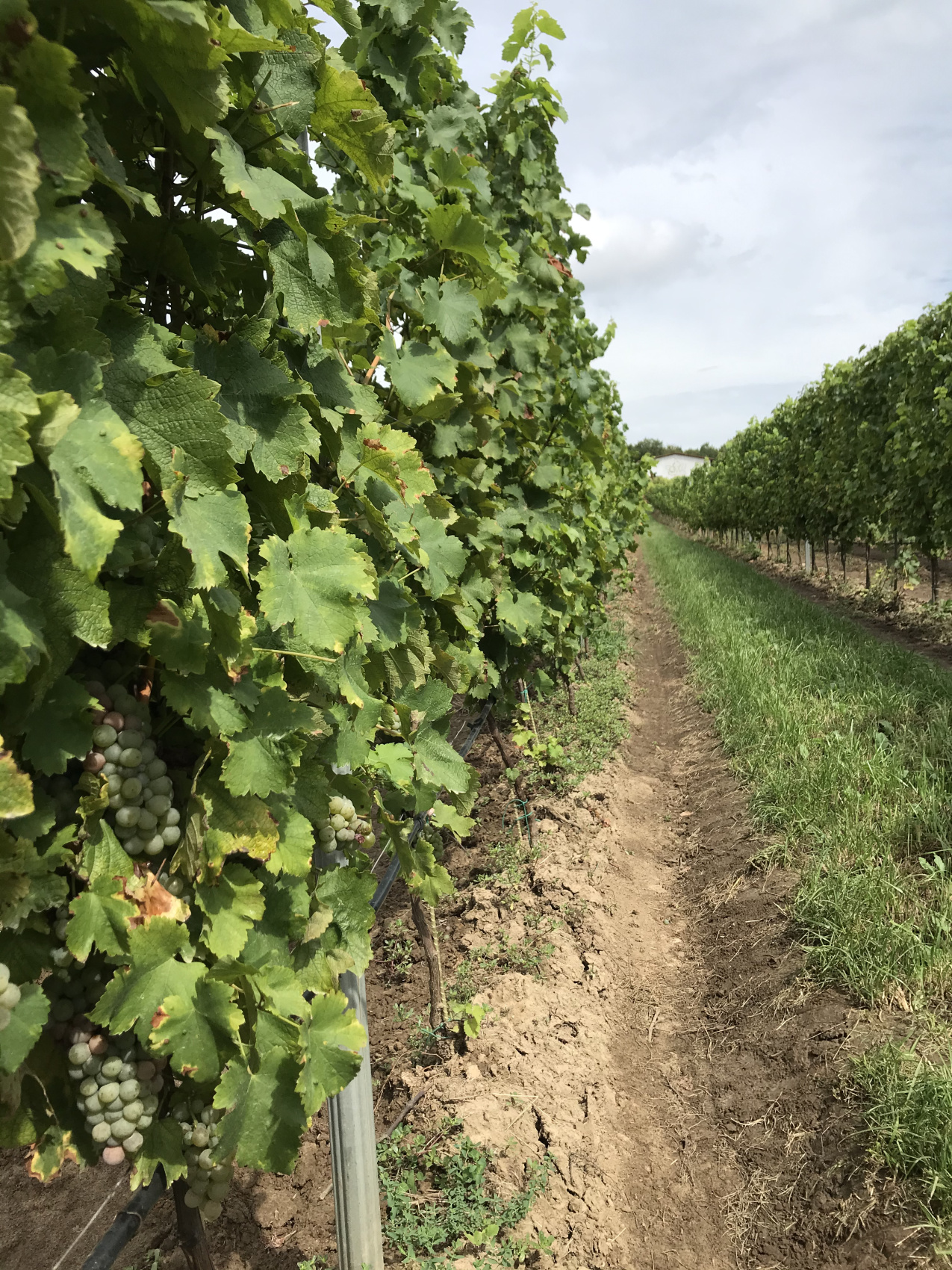 Новые винные дороги Кубани - от Анапы до Геленджика (18/45)