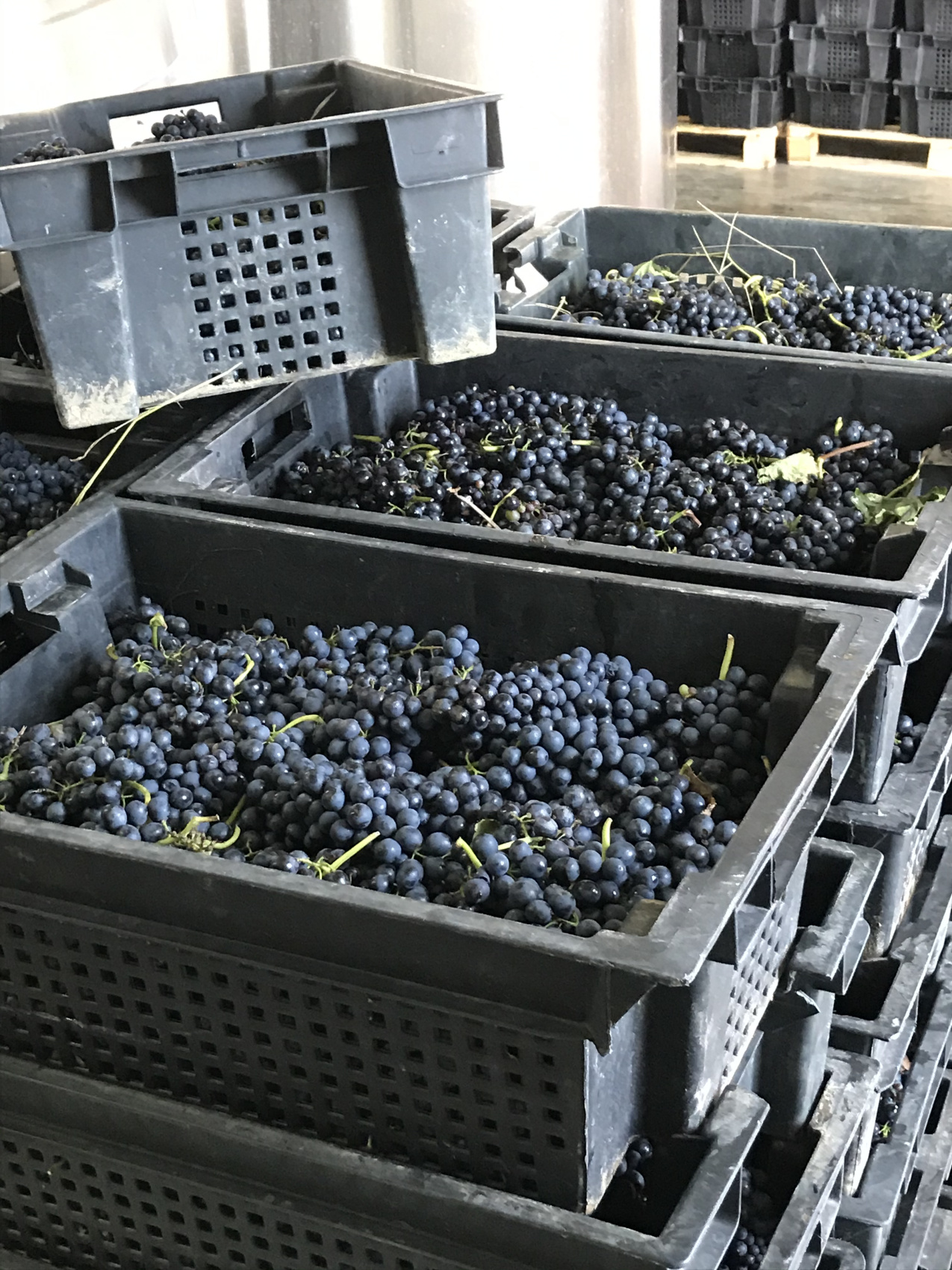 Новые винные дороги Кубани - от Анапы до Геленджика (9/45)