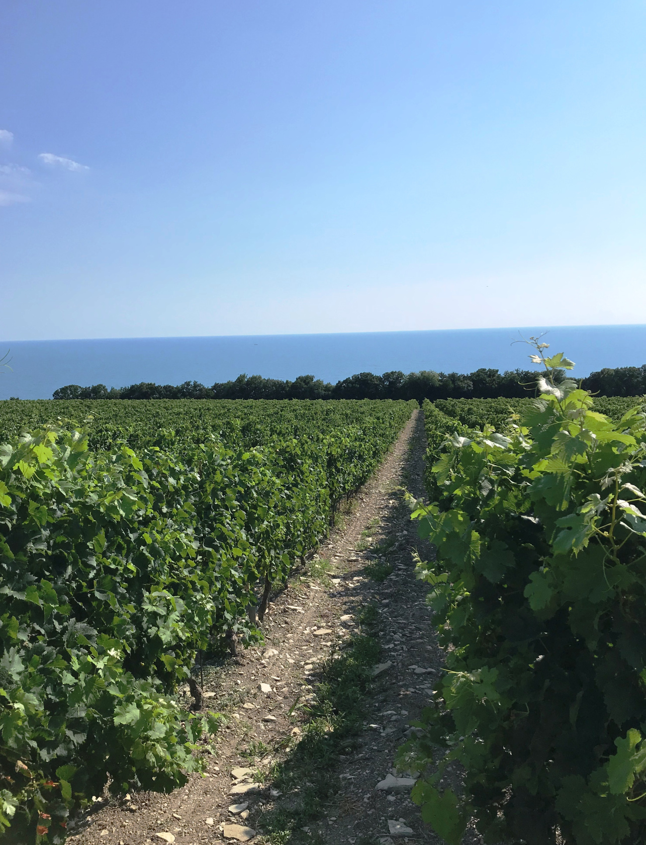 Новые винные дороги Кубани - от Анапы до Геленджика (22/45)