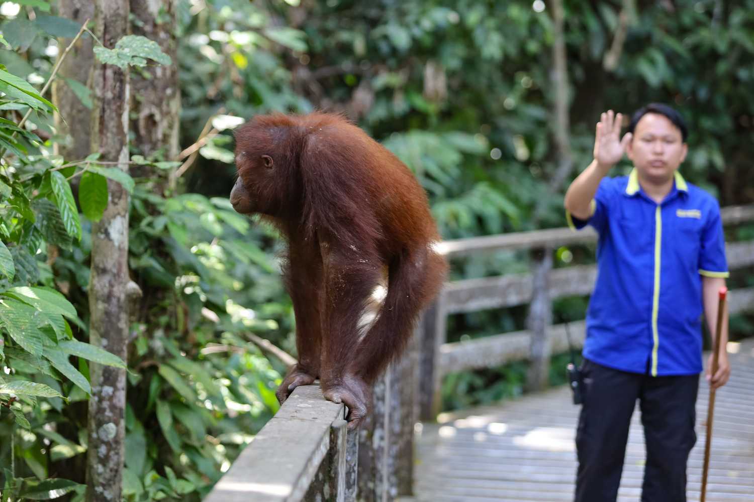 По джунглям Борнео. Малайзия и Бруней. (23/54)