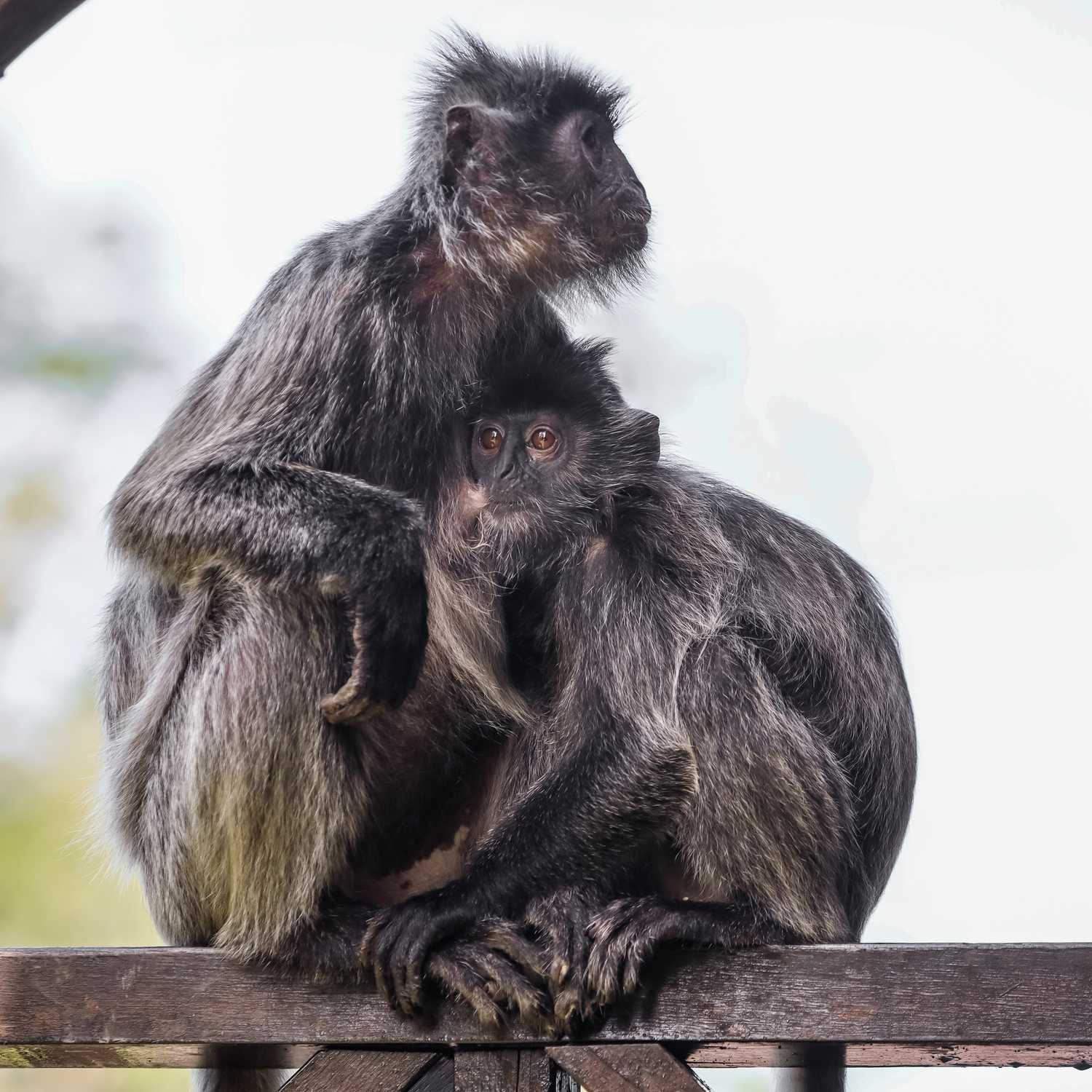 По джунглям Борнео. Малайзия и Бруней. (21/54)