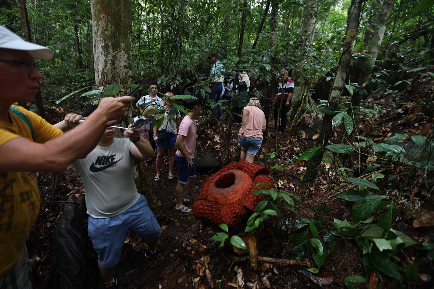 По джунглям Борнео. Малайзия и Бруней. (4/54)