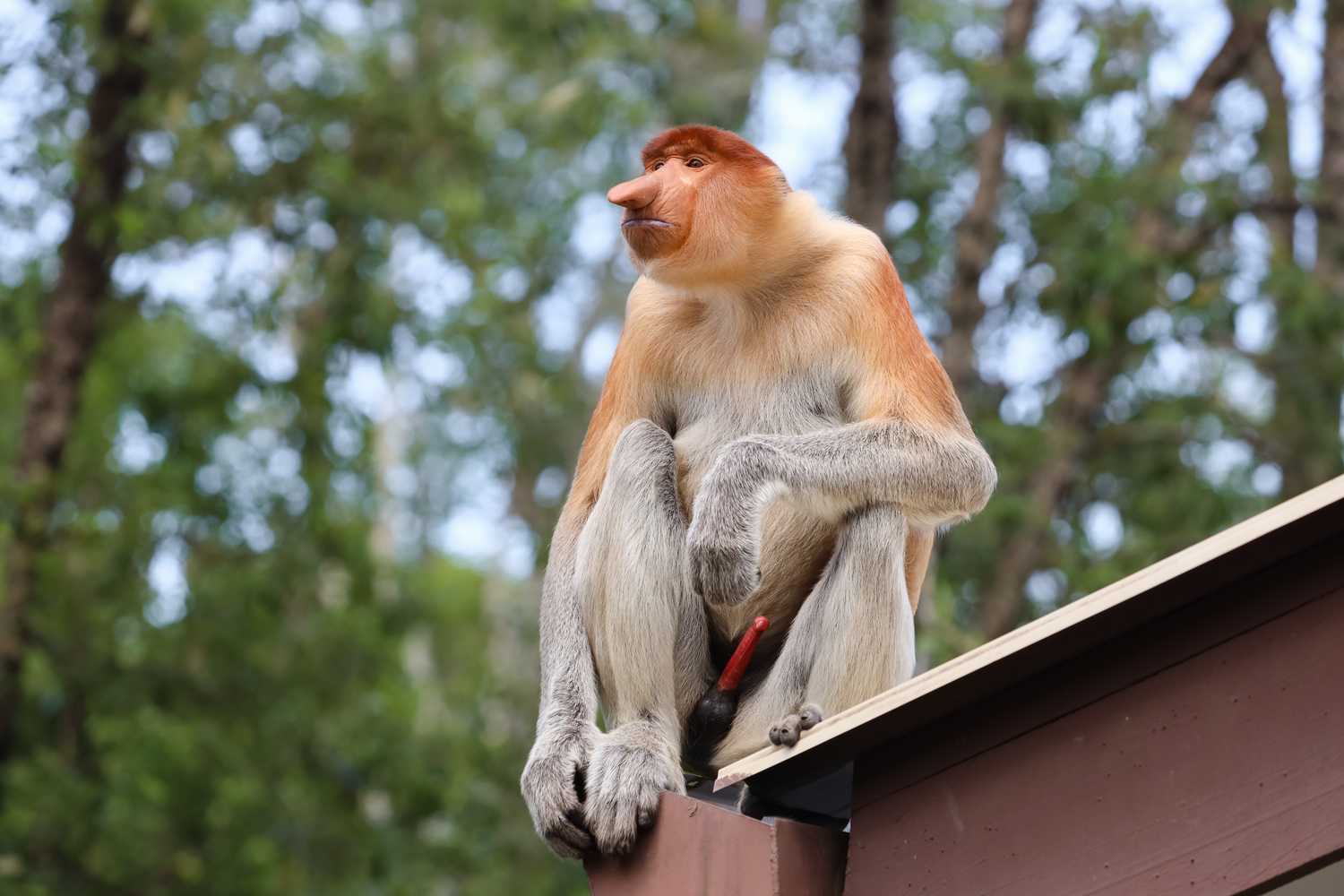По джунглям Борнео. Малайзия и Бруней. (22/54)