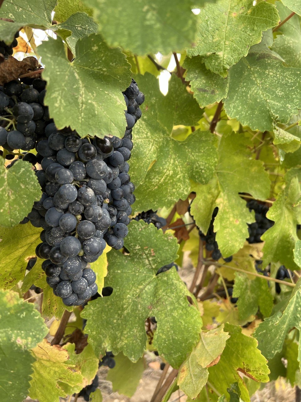 Новые винные дороги Кубани - от Анапы до Геленджика (29/45)