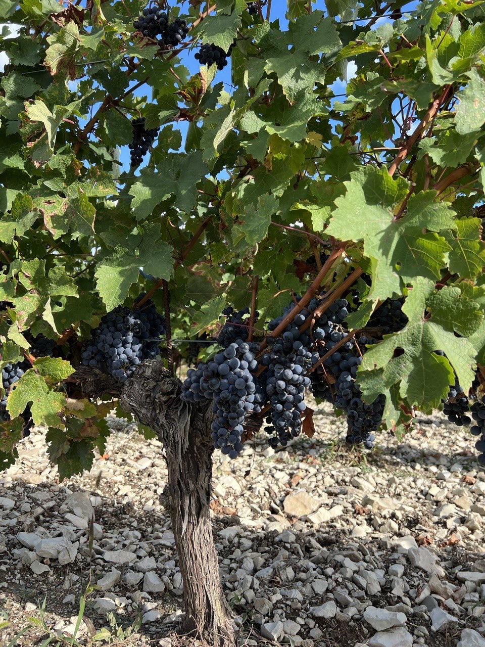 Новые винные дороги Кубани - от Анапы до Геленджика (34/45)