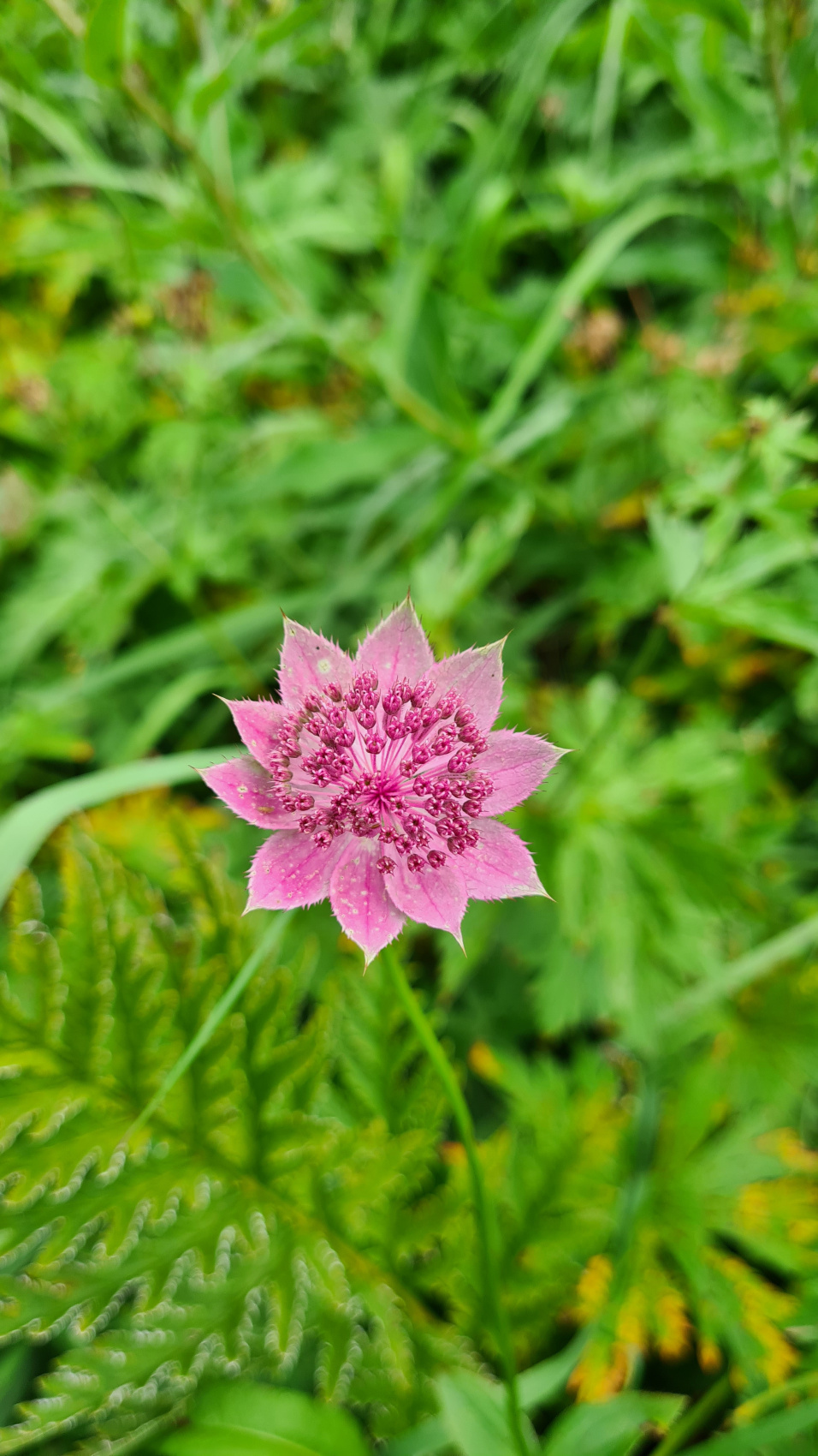 Домбай на ладони. (17/59)