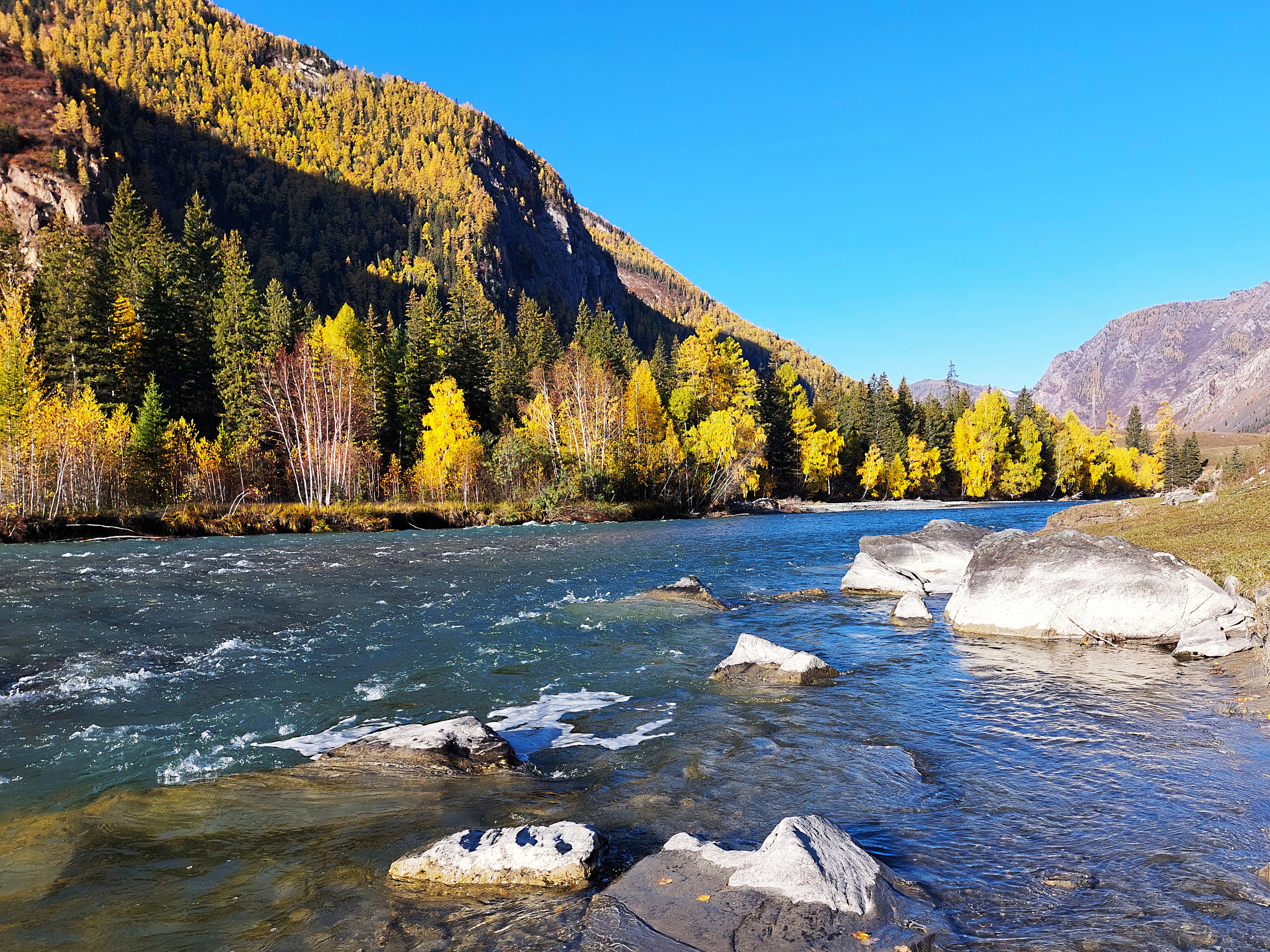 Цветение маральника. Автотур по Чуйскому тракту (26/28)