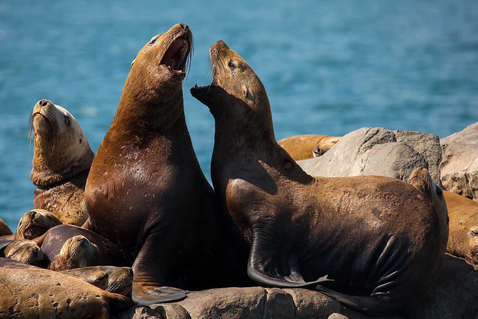 2026 Киты, Вулканы, Медведи, Баня на Берегу Океана. Вау! (10/45)