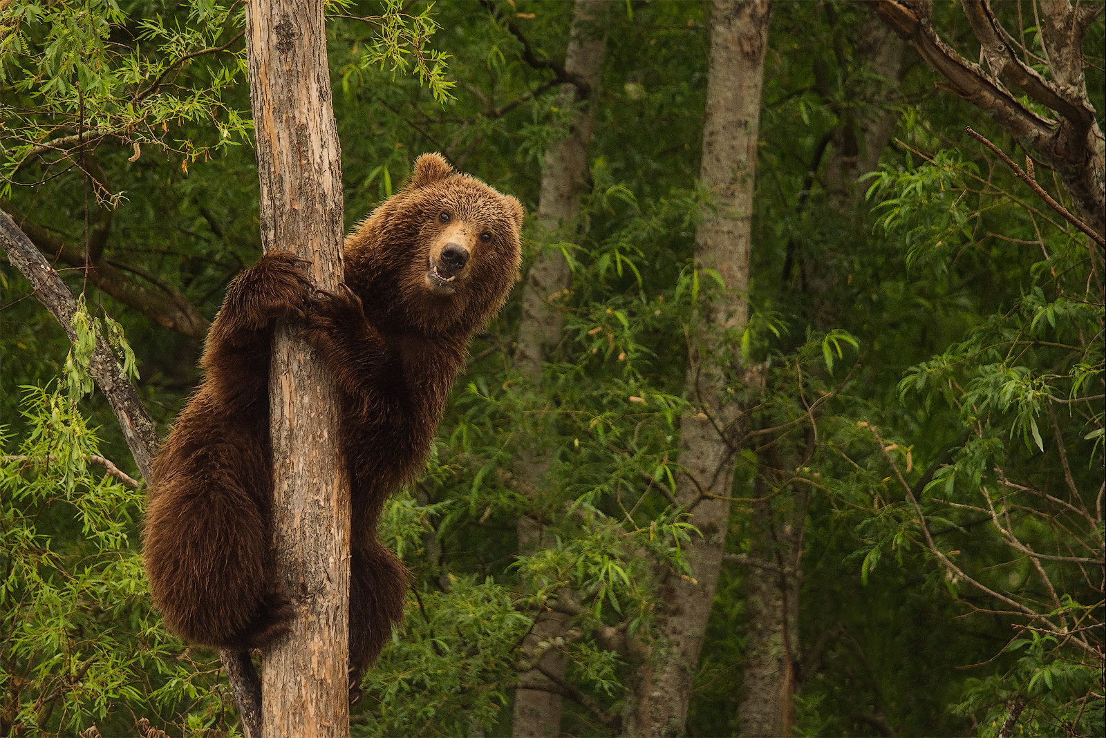 2026 Киты, Вулканы, Медведи, Баня на Берегу Океана. Вау! (12/45)