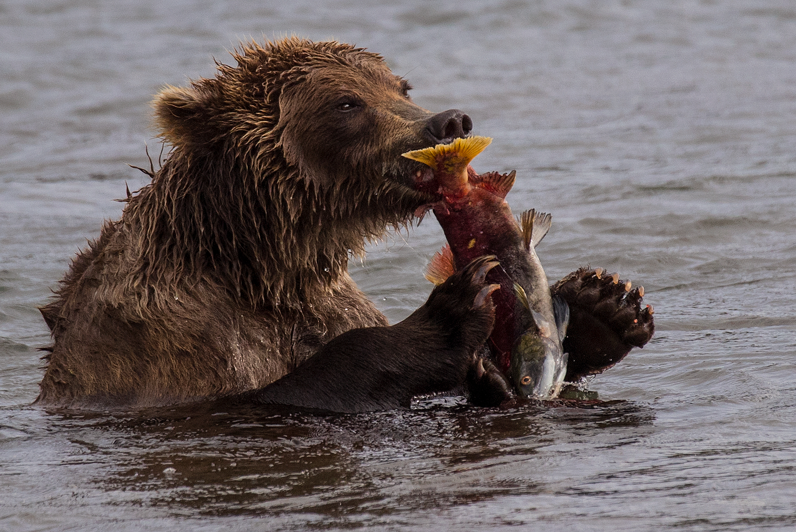 2026 Киты, Вулканы, Медведи, Баня на Берегу Океана. Вау! (14/45)