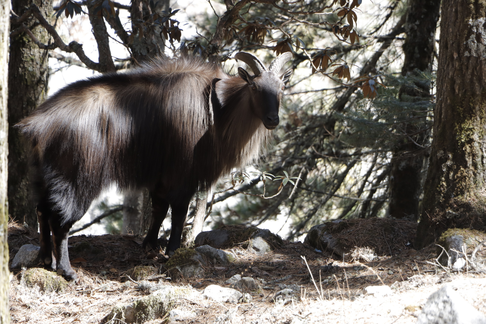 Пешеходная экскурсия по перевалу Токио Чола EBC (6/10)