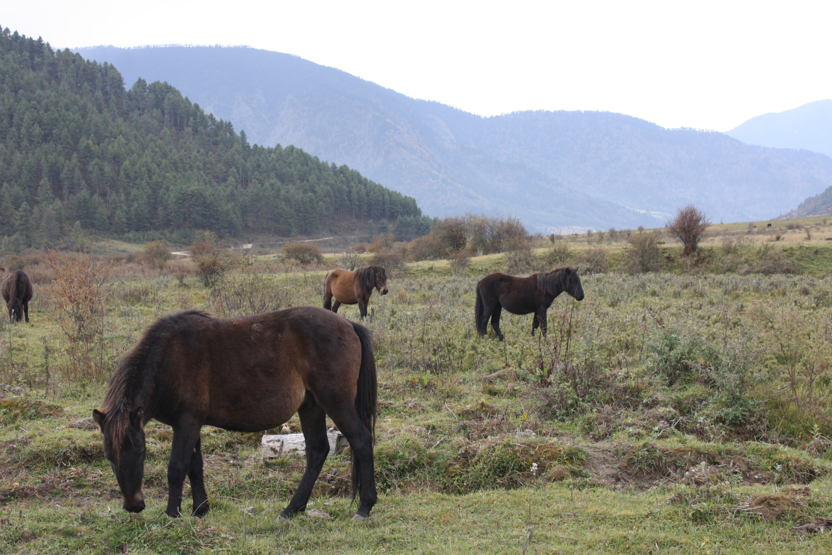 Тсечу - фестиваль в Бутане (10/12)