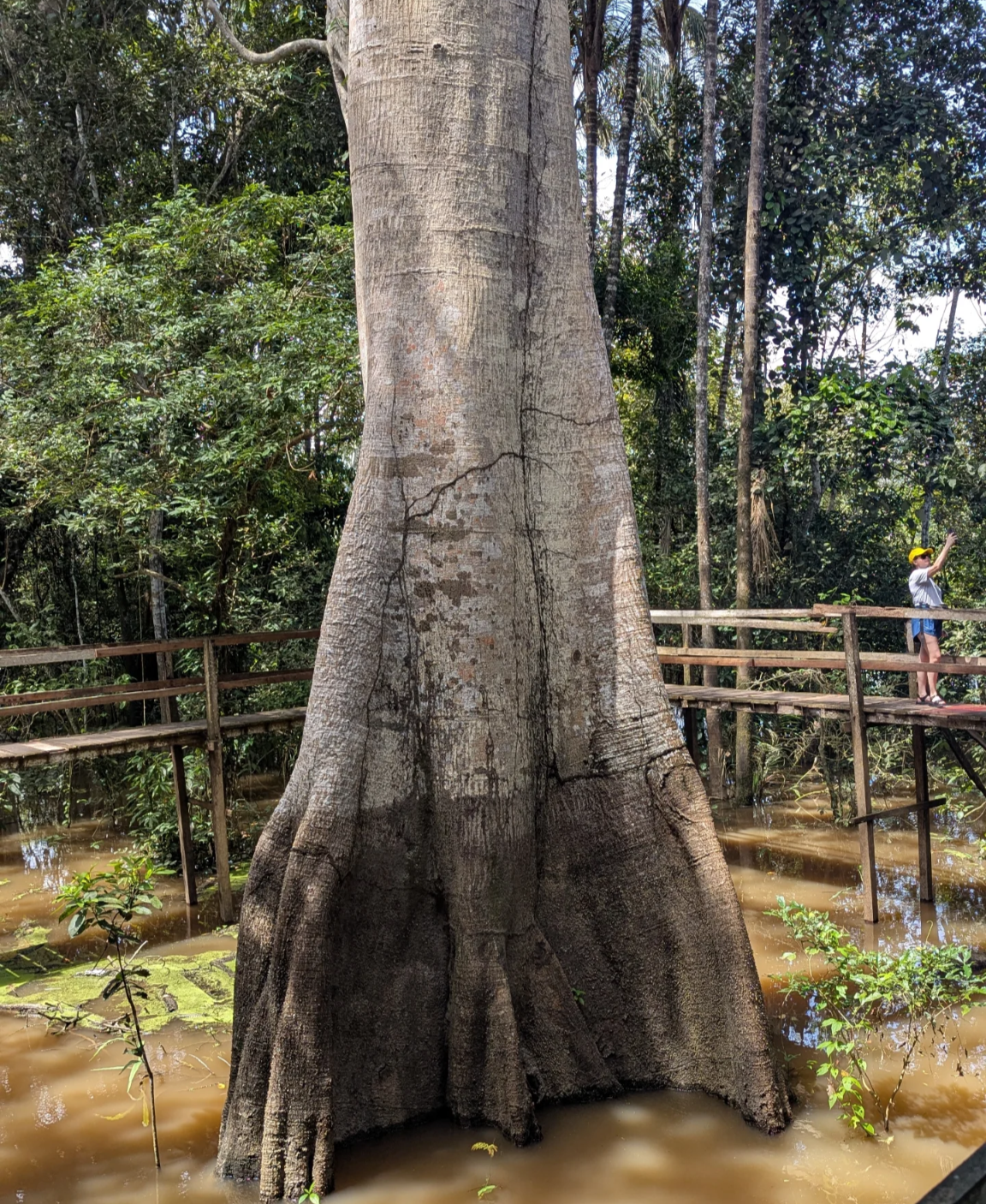 Карнавал В Рио, Амазония и водопады Игуасу: приключения в сердце тропиков (30/61)