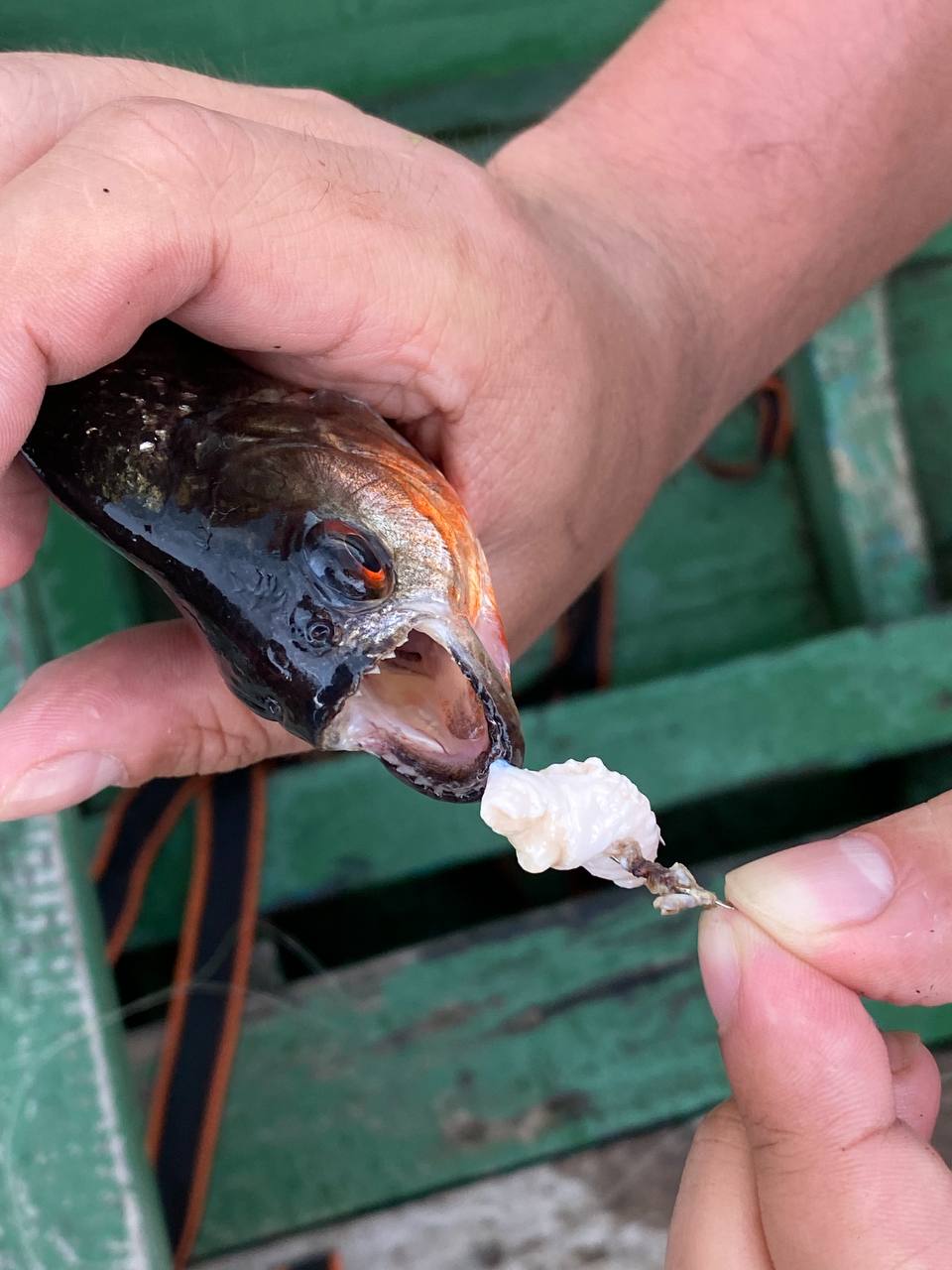 Карнавал В Рио, Амазония и водопады Игуасу: приключения в сердце тропиков (17/61)