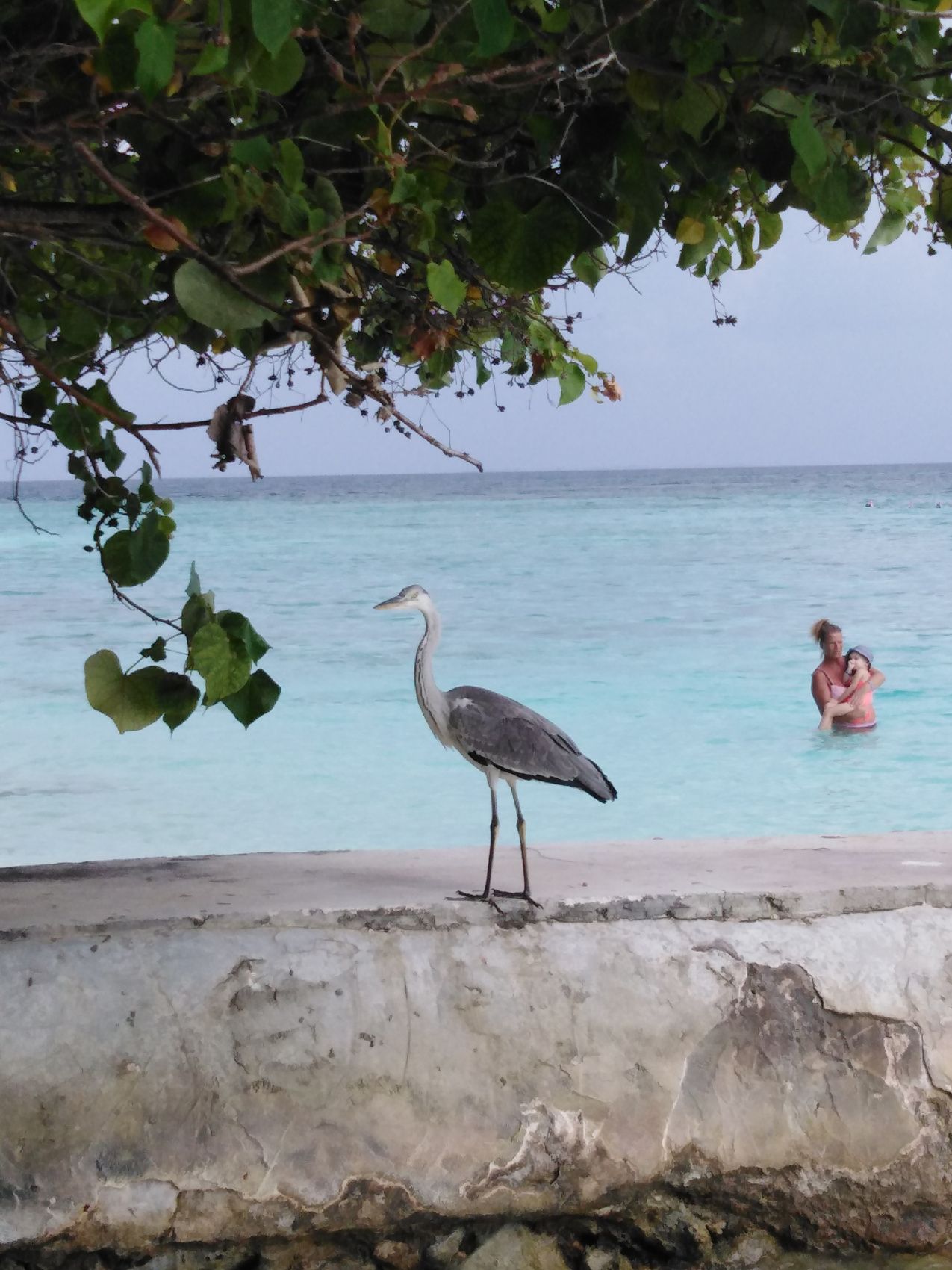 Активные Мальдивы. 8 дней. (25/80)