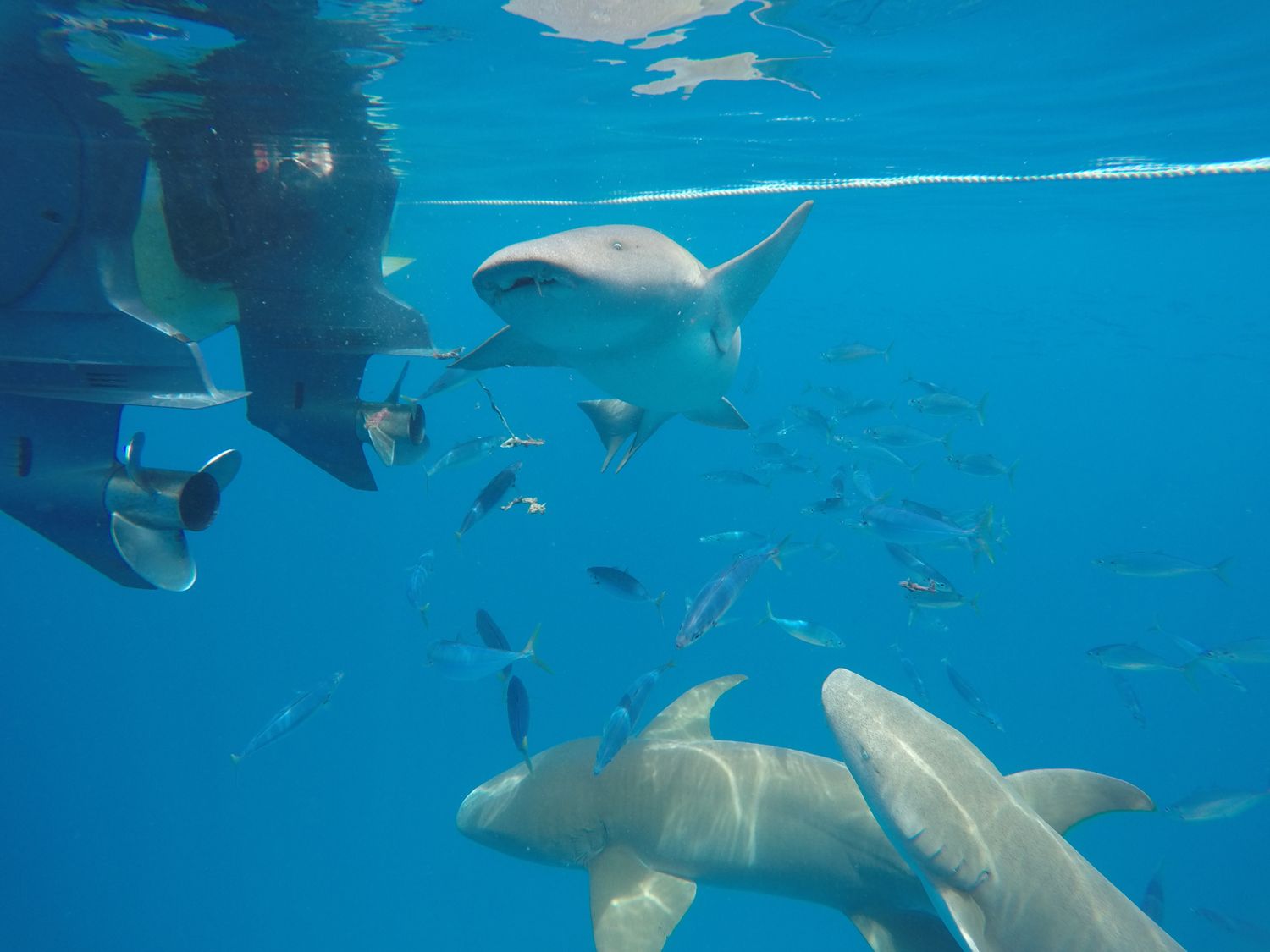 Активные Мальдивы. 8 дней. (58/80)