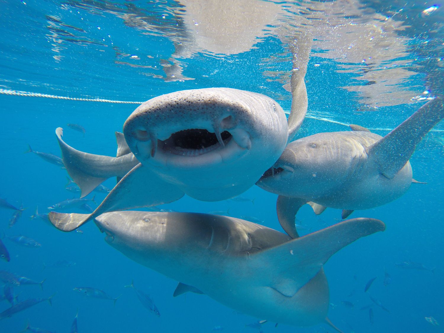 Активные Мальдивы. 8 дней. (59/80)