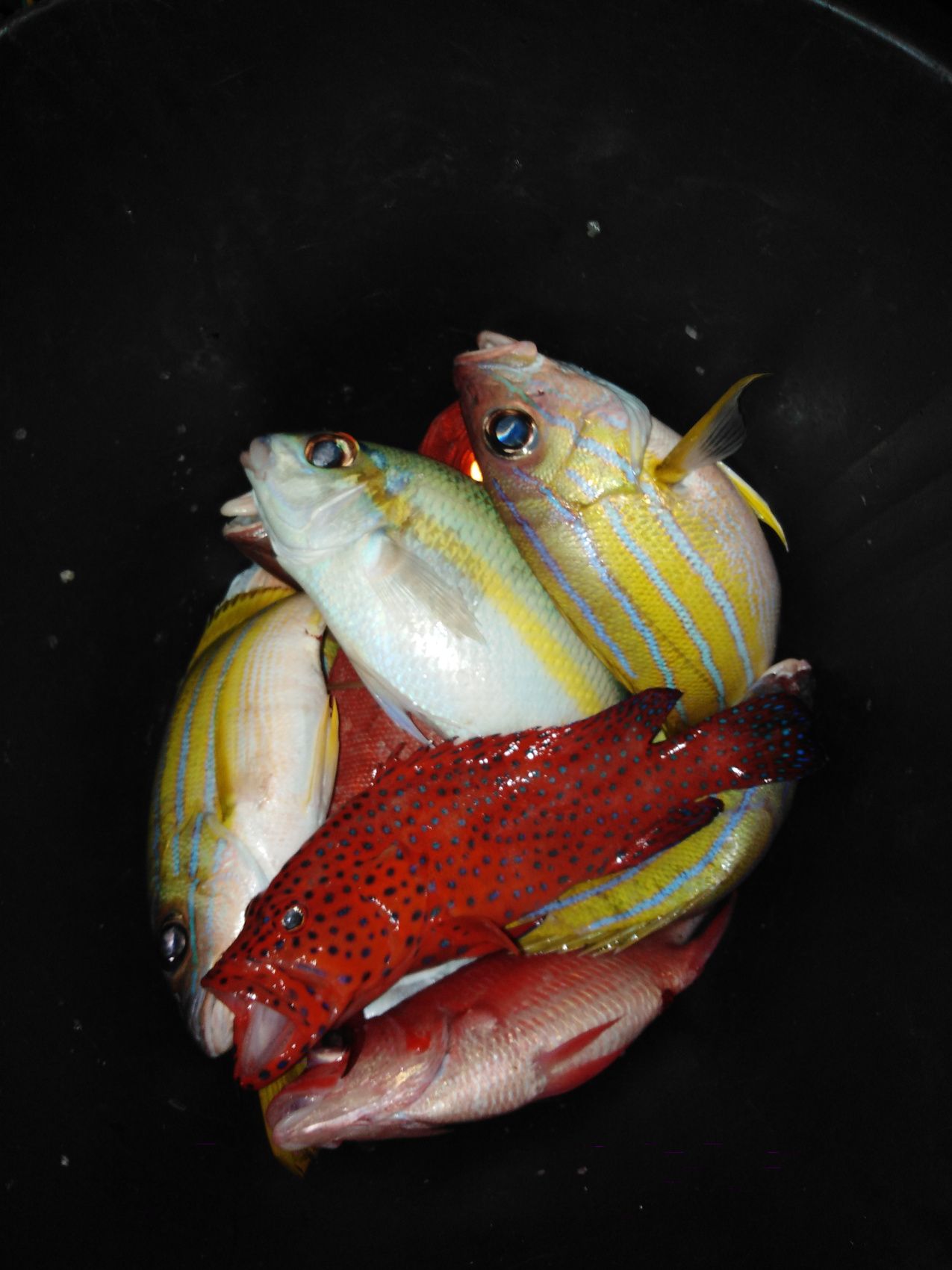 Активные Мальдивы. 8 дней. (42/80)