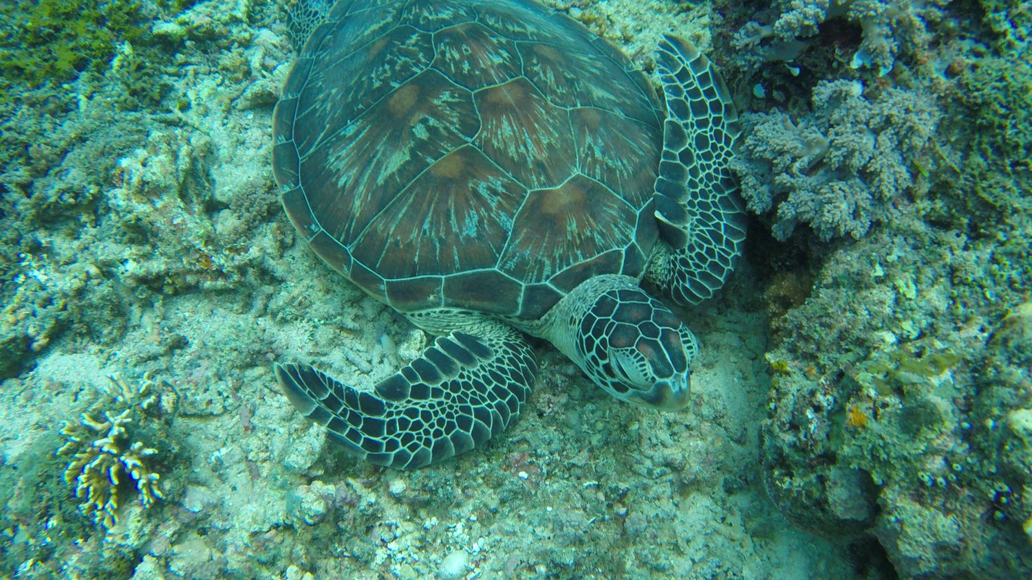 Активные Мальдивы. 8 дней. (8/80)