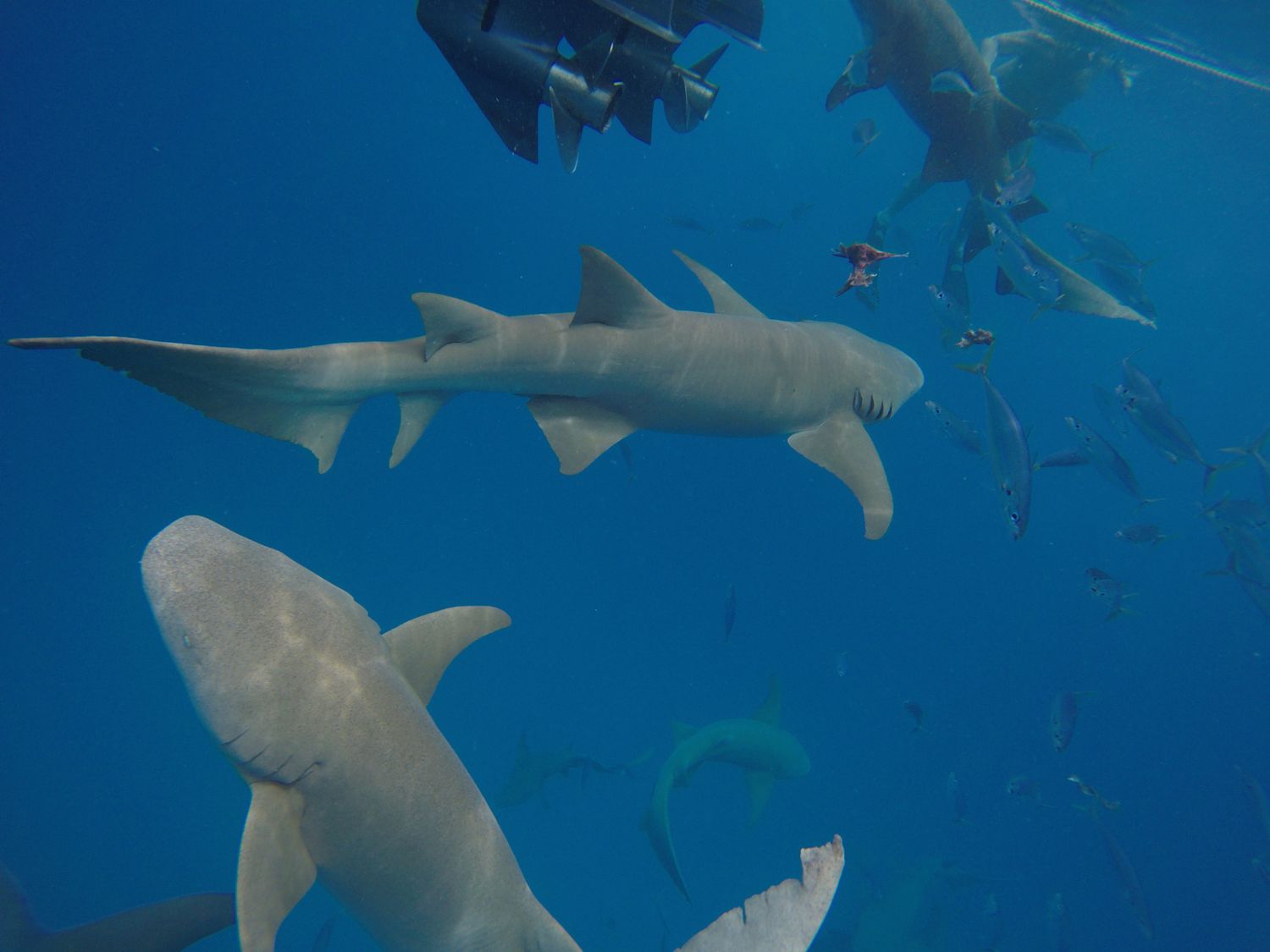 Активные Мальдивы. 8 дней. (57/80)