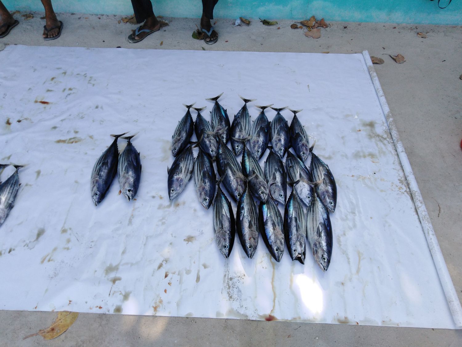 Активные Мальдивы. 8 дней. (54/80)