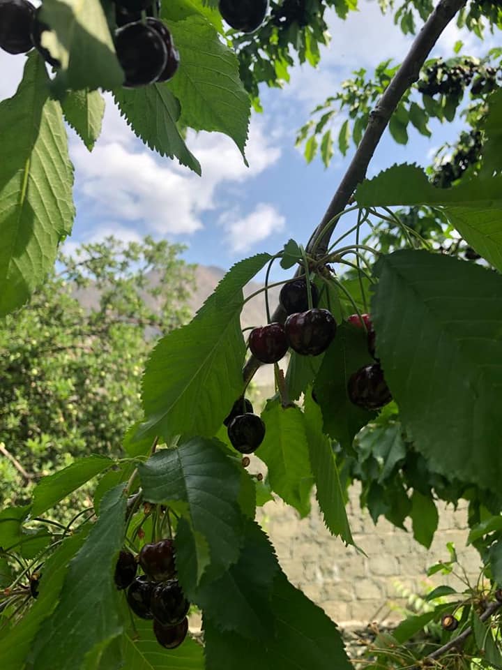 Культурный тур в Хунзу (17/66)