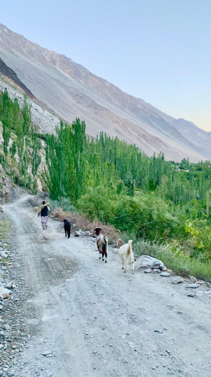 Культурный тур в Хунзу (7/66)