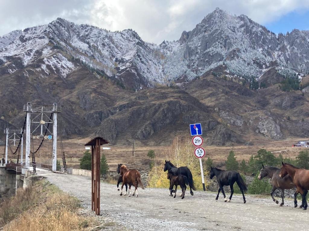 Звуки духов Алтая      New!!! (3/53)