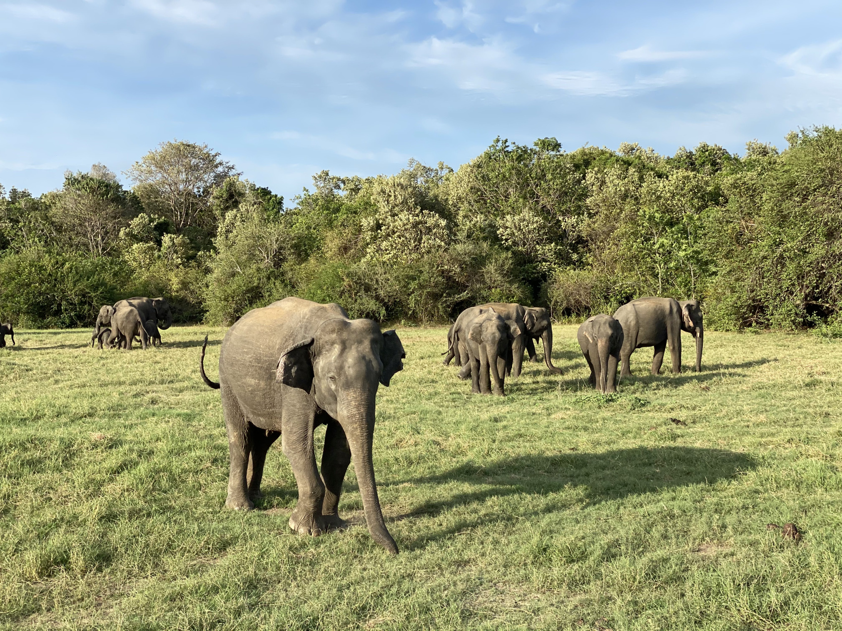 Новый год на Шри-Ланке (12/54)