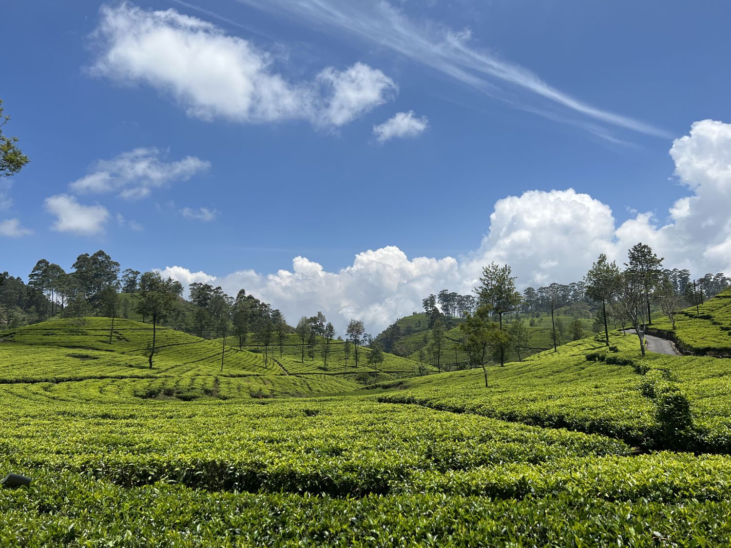 Новый год на Шри-Ланке (14/54)