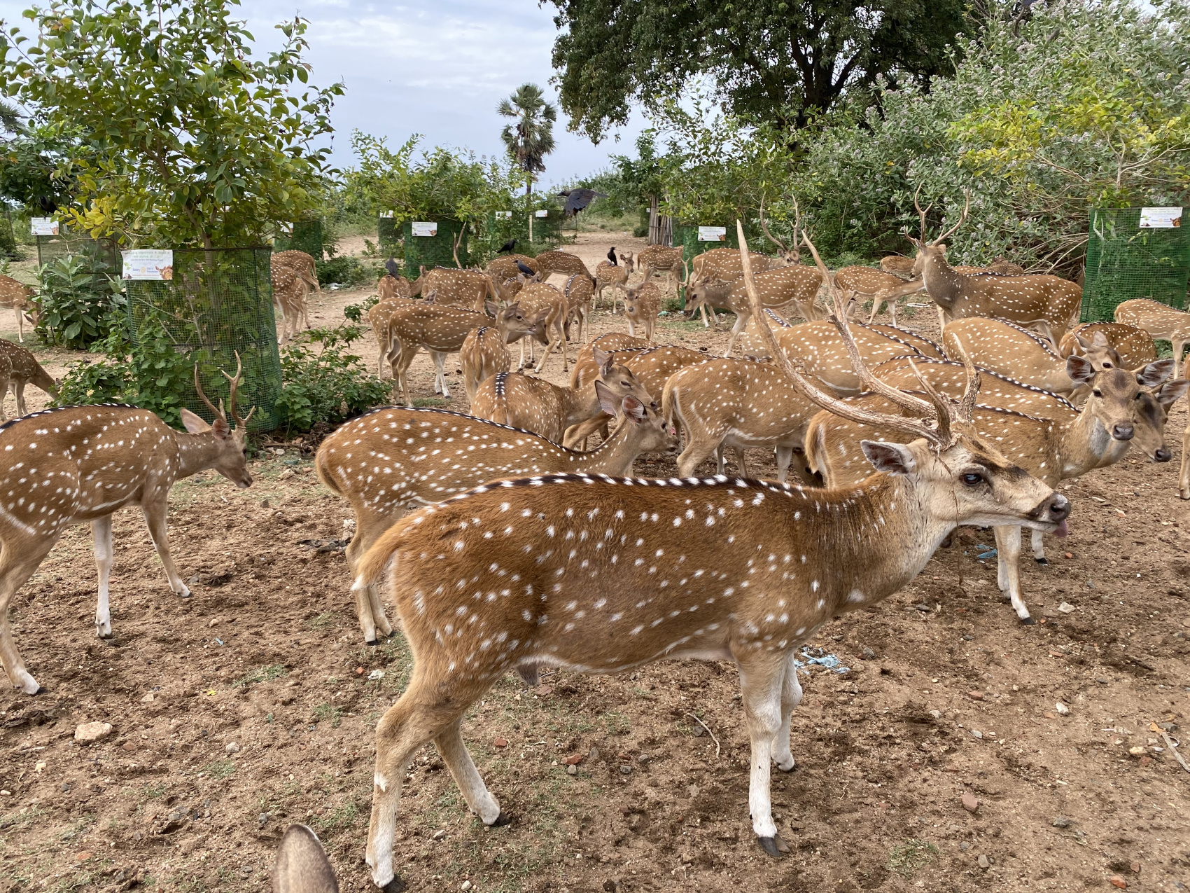 Шри-Ланка. 14 насыщенных дней твоей жизни! Восточные пляжи, горы, чай, киты и слоны (6/67)