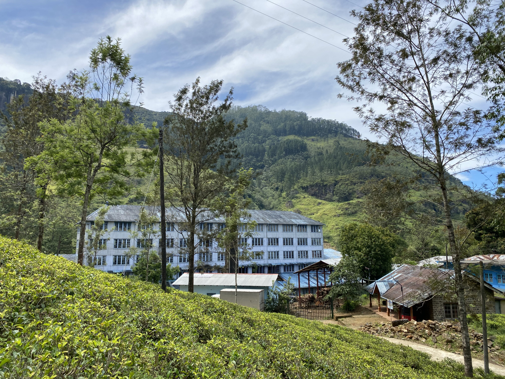 Шри-Ланка. 14 насыщенных дней твоей жизни! Восточные пляжи, горы, чай, киты и слоны (11/67)