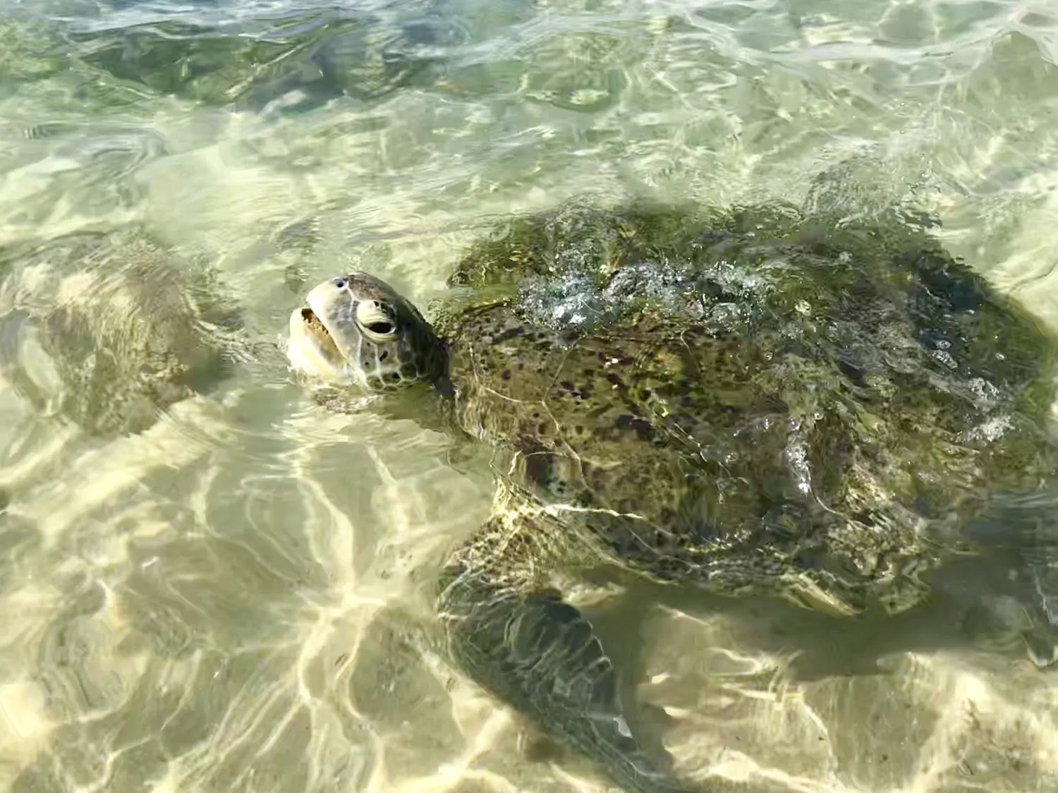 Новый год на Шри-Ланке (9/54)