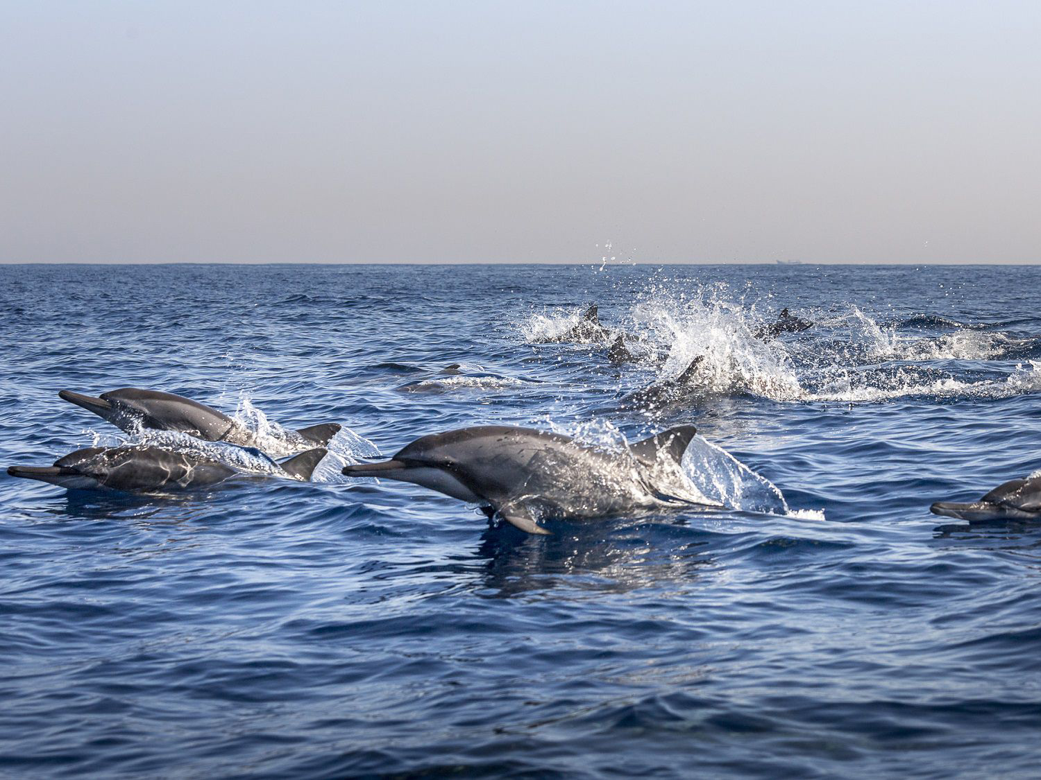 Шри-Ланка. 14 насыщенных дней твоей жизни! Восточные пляжи, горы, чай, киты и слоны (5/67)