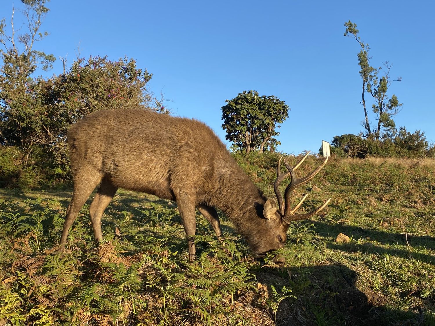 Новый год на Шри-Ланке (11/54)