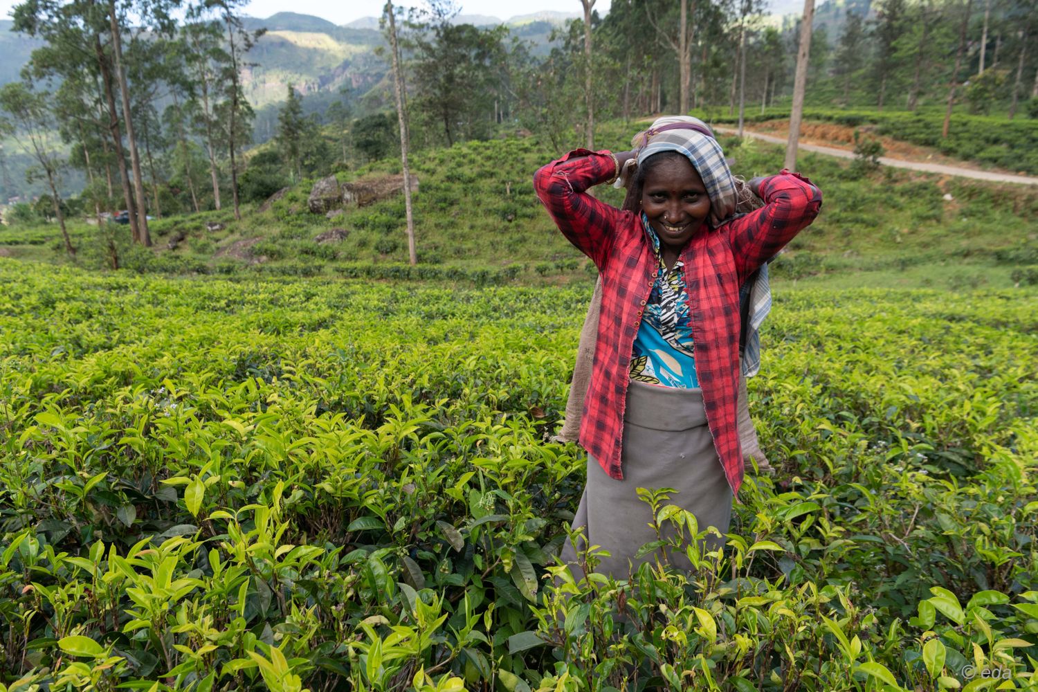 Новый год на Шри-Ланке (20/54)