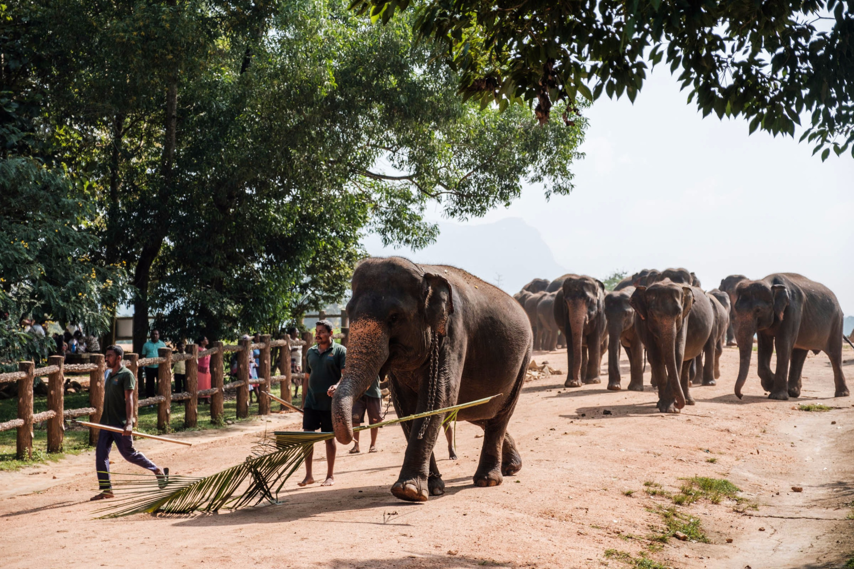 2-х дневный тур по Шри-Ланке: Канди, Нувара Элия, Амбулувава (4/12)