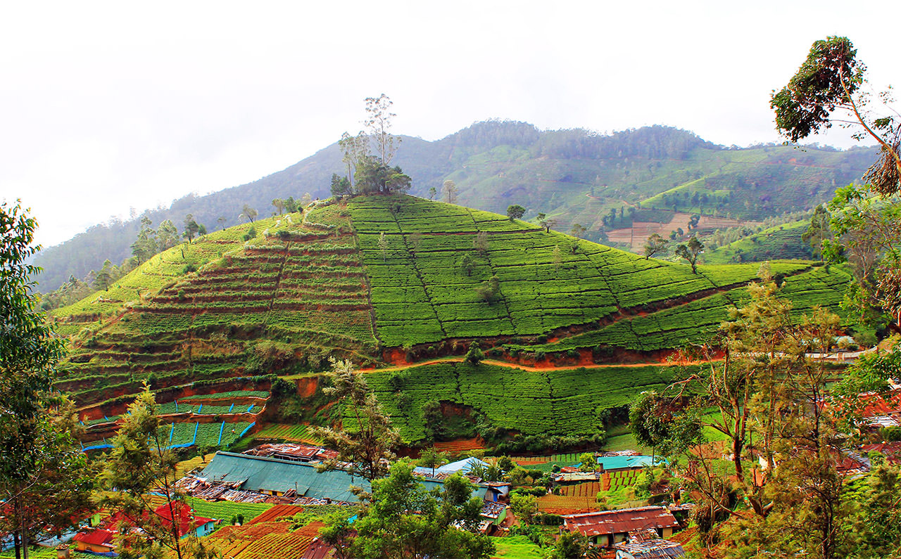 2-х дневный тур по Шри-Ланке: Канди, Нувара Элия, Амбулувава (7/12)