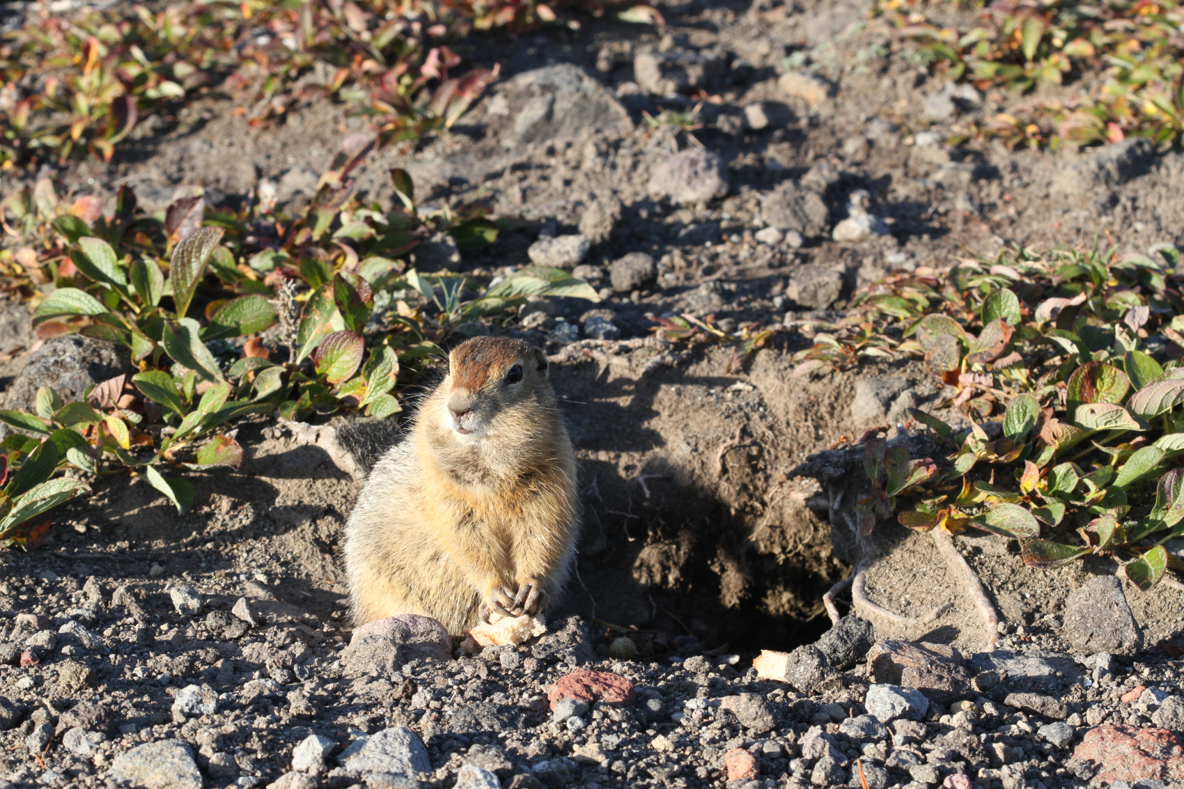 Камчатский экспресс (7/27)